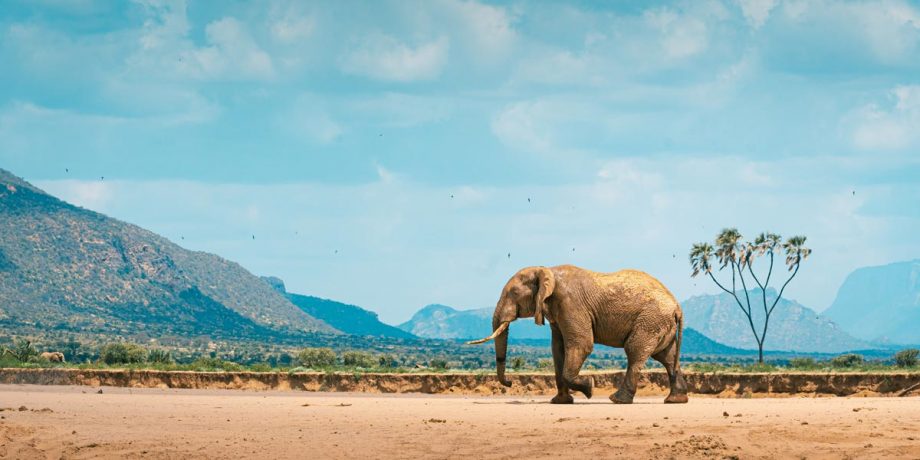 Africa Wildlife - Wandbild - Kenianischer Elefant 3