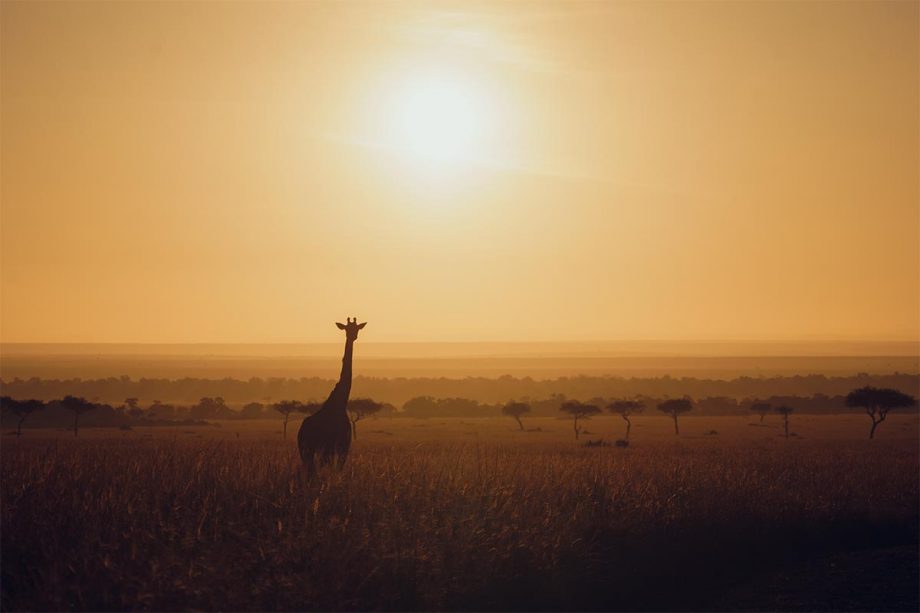 Africa Wildlife - Wandbild - Giraffe in der Morgensonne Kenias 3